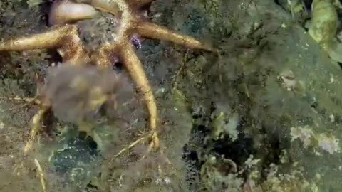 sea cucumber eating