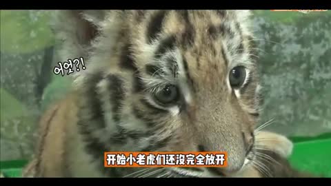 baby tiger