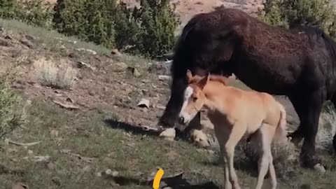 Wild Horses Reunite After Six Months Apart | The Dodo