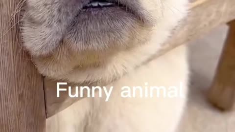 funny animals2020