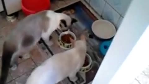 2015 - Gatinhos brincando e comendo ração em abril