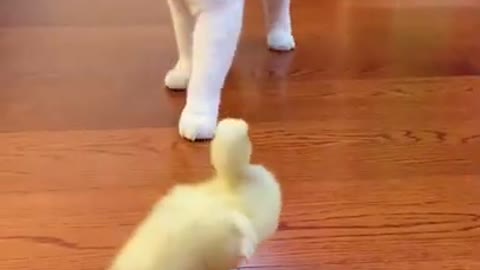 Cat and little Duck is neighbor