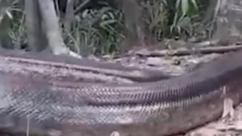 THE BIGGEST SNAKE CAUGHT ON CAMERA IN THE BOLIVIAN AMAZON!!!