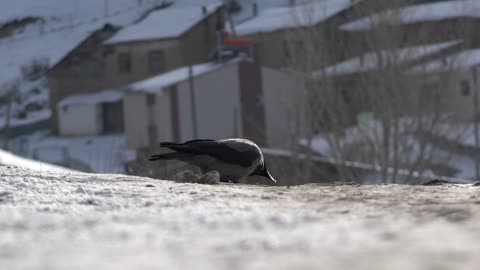 A crow eating on a snowy ground - With very beautiful music