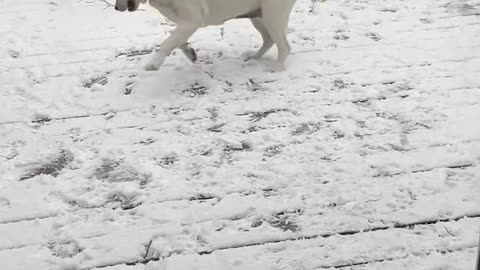 Lab pup throws a rock