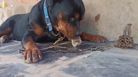 Rottweiler aggressive