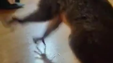 Pet Squirrel loves Carrots