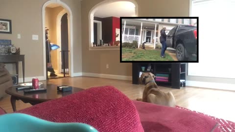 Relaxing TV for Dogs