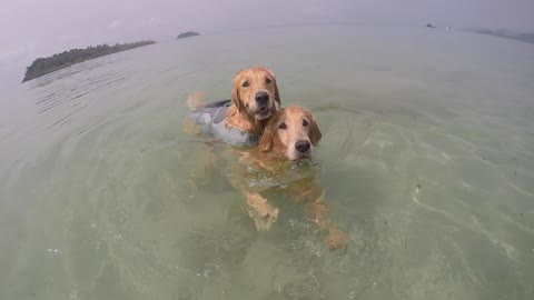 Lazy Dog Tired Of Swimming Hitches A Ride On Buddy’s Back