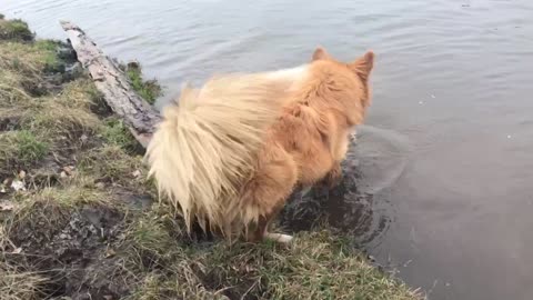 My funny 🐶 swims in the river with pleasure (April)