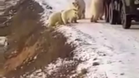 Polar bears decided to take a ride in a car.