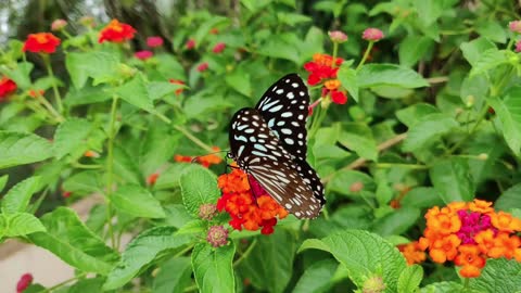 A butterfly flaps its wings on a flower