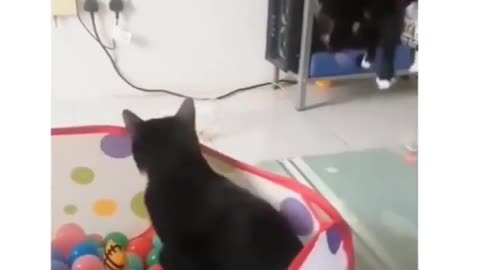 Funny Teleporting Cat