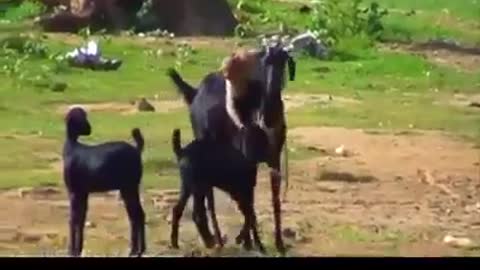 goat funny videos funny goat sheep funny