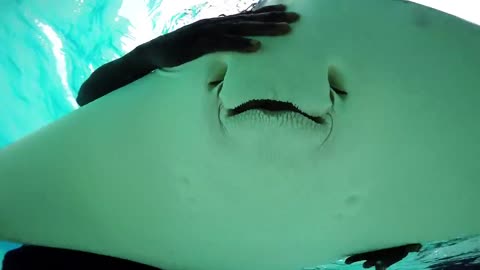 Grand Cayman - Stingray City Sandbar.