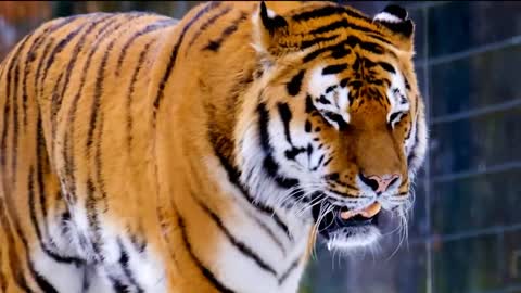 WILD ANIMAL Tiger's hunger watch full video