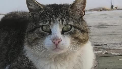 dirty but cute homeless cat