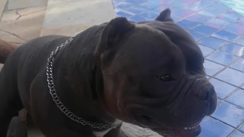 Educated American bully - Educated Dog - Americanbully - Pitbull - pet