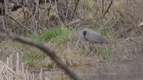 Blue Heron Fishing - OKC