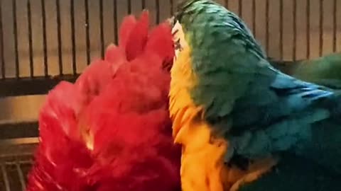 rescue#macaw