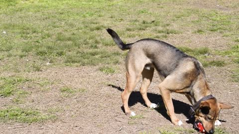 Amazing dog playing