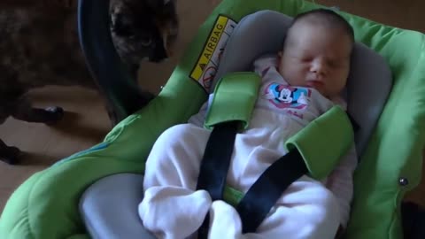 Cats Meeting Babies for the FIRST Time [NEW] Compilation