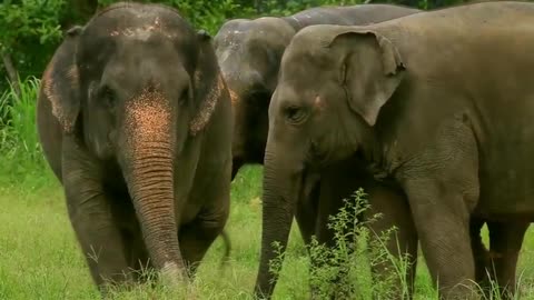 Elephant Masti video