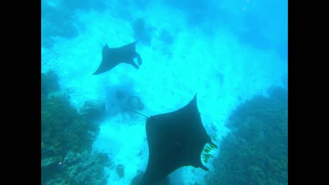 Fiji Manta Ray