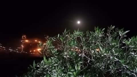 View of the moon through a tree from inside a cement factory