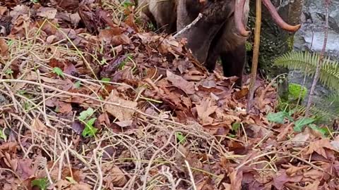 King Henry the Elk Having Lunch