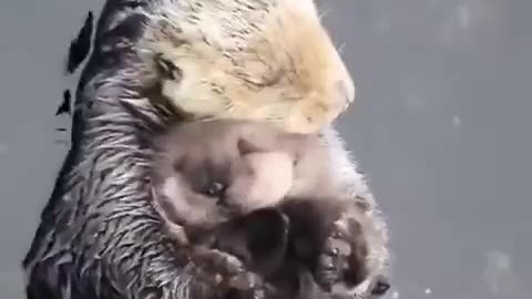 Mom otter taking care of her baby.