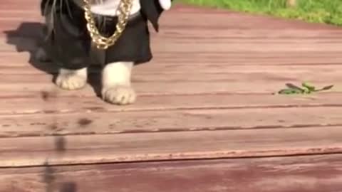 Mafia Cat Walking Like a Don