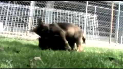 Queensland Police Dog Squad puppies at play