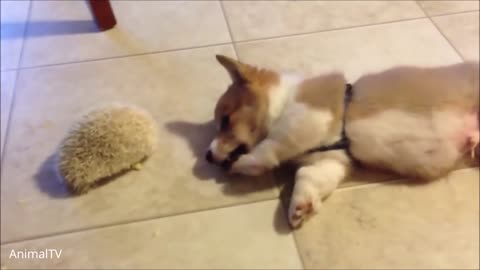 ^o^ Corgi Are The Best!! - CUTEST Fluffy Compilation