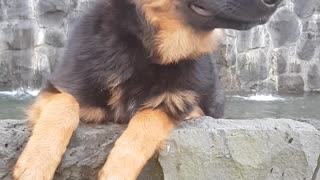 Cute puppy claims the park fish pond as her own