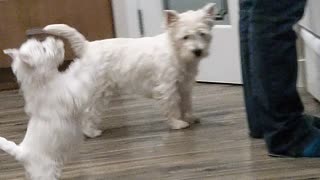 Dancing Westie puppy