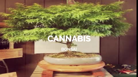 The Beauty Of Bonsai Cannabis