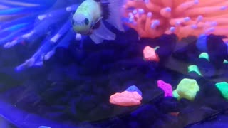 Florescent Betta Fish