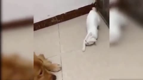 Cat disturb dog 😁