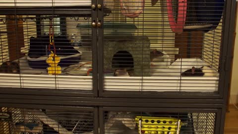 Pet rats hearing bowls in the kitchen