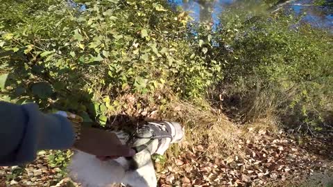 Husky reacts to electric training collar will it stop digging