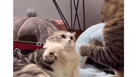 Funny cats