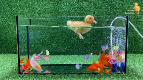 Baby Duck Duckling, Goldfish, Koi Carp Fish