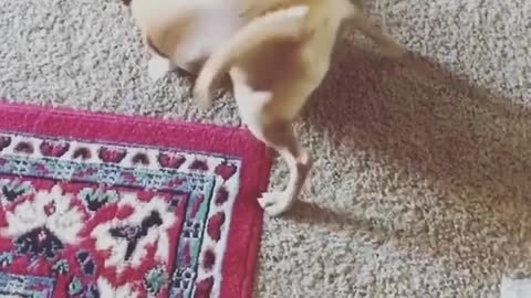 Brown dog rolls around on carpet on dryer sheets