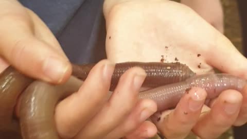 Longest Earthworms found in jungle