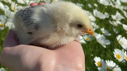 cute baby chicks