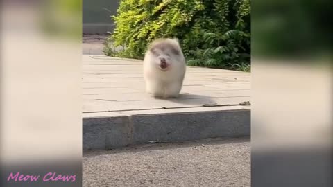 Baby Alaskan Malamute Cutesn 😍