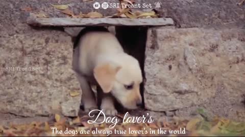 Dog lover's❤️( Theri love BGM)WhatsApp status tamil ...💞