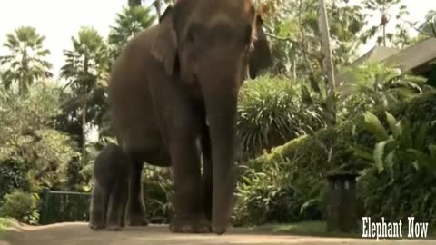 An Elephant Small Walking Next To His Father.