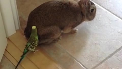 Budgie Loves Rabbit 2